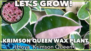 HOYA KRIMSON QUEEN How to grow and care for your tricolor hoya [upl. by Terrye]