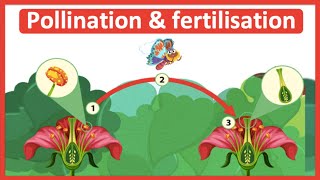 The process of pollination amp fertilisation 🌷 Stepbystep process [upl. by Aicire]