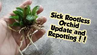 How To Repot A Sick and Rootless Orchid   Growth Update  Whimsy Crafter [upl. by Hsirehc]