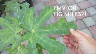 Fig Mosaic Virus or Fig Mites [upl. by Glasgo]