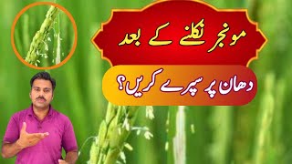 What is the best time to spray on rice crop during pollination  Abid Ali Agrarian [upl. by Georgi]