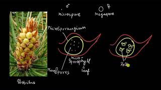 Gymnosperms  the male cone  Plant Kingdom  Biology  Khan Academy [upl. by Nilats]