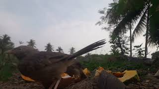 Yellow billed babbler birds babbler inimainiraindhathuiyarkai [upl. by Atiugal]