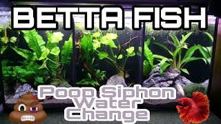 How to water change and siphon poop betta fish tank  JAKE TARROBAGO [upl. by Betteann]