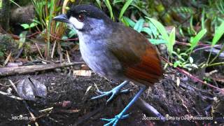 Jocotoco Antpitta Call [upl. by Haerle]