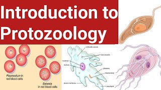 The Hidden Connection Between Protozoology and Your Health [upl. by Mont932]