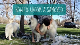 How I Groom My Samoyeds How To Dog Grooming [upl. by Wahlstrom]