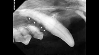 반려견 양치를 해주지 않으면 이렇게 됩니다 Oronasal fistula of a dog 반려견 치주 질환에 의한 구비강루 발생 견치 발치 [upl. by Irrep]