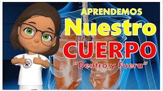 Partes del Cuerpo PARA PRIMARIA [upl. by Marron]