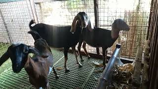 How to make corn silage and benefits of molasses RALLOS GOAT FARM CAMPOSANTO 1 NORTE MONCADA TARLA [upl. by Annawek914]