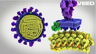 SARSCoV2 Structural component covid19 virus structure [upl. by Retsevel]