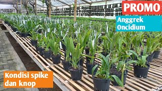 PROMO ANGGREK ONCYDIUM SPIKE DAN KNOP [upl. by Nrevel]