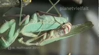 Paarung Gottesanbeterin Sphodromantis spec mating praying mantis [upl. by Lleirbag]