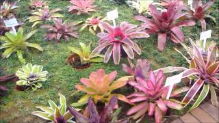 Bromeliads Fernhaven Experience [upl. by Neyuq]