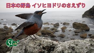 日本の野鳥 イソヒヨドリ のさえずり [upl. by Forsta]