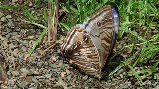 The Morphos from Yungas in Bolivia part1 [upl. by Ifar]