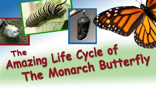 Amazing Life Cycle of the Monarch Butterfly [upl. by Idnod]