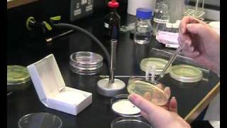 oxidase test [upl. by Hildegarde]