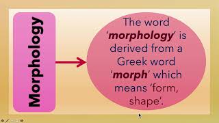 What is Morphology L3 [upl. by Aerdnaek]