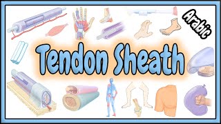 63 Tendon Sheath  Definition  Structure  Functions  تعريف  تركيب  وظائف غمد الوتر [upl. by Chastain]