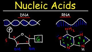 Nucleic Acids  RNA and DNA Structure  Biochemistry [upl. by Saidel838]