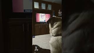 Rolo watching a pug puglife puppy pugspugspugs [upl. by Salocin]