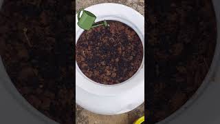 Part1  How to grow ridge gourd బీరకాయ plant timelapse ridgedgourd beerakaya shorts shotsfeed [upl. by Leoline955]