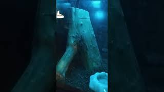 Pink toe tarantula climbing log spider shorts pets [upl. by Anwad]