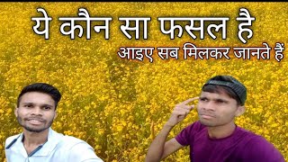 ramtil ki fasl🌿🌿kese hoti he 🤔 ramtil ki fasl kise kahte he🌿🌿🤔sandeepvlog228🤗 yah sab milkar jantehe [upl. by Benni130]