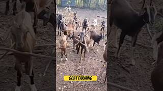 Bakri Farming shorts viralvideo tanweer goatfarm [upl. by Anaujd439]