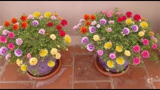 How to grow and maintain portulaca plant  complete guide  AVAILABLE FOR SALE WHATSAPP 9361427377 [upl. by Gothart]