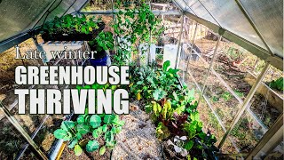 My unheated greenhouse is thriving in late winter [upl. by Atilal]