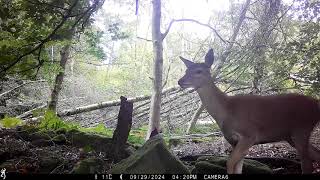 Red Deer Fawn getting winter coat Bee Wood Peak District [upl. by Yer]