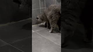 🐈‍⬛❤️🚽 Oreo takes a leak 🐭🐱❤️😂 cat cats furries love pets cute lovely funny fun toilet [upl. by Swithbert]