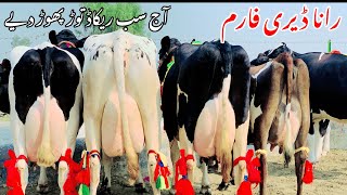 Rana dairy farm pakistan no1 cows farm Australian friesian cows for sale in punjab hfcowcows [upl. by Llenra]