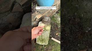 This man rescued a weak little owl in his backyard and adopted it animalshorts shortvideo [upl. by Kerrie377]