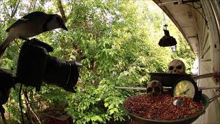 Backyard Birds Snacking Timelapsed for CATS 9272024 [upl. by Nnaitsirk497]