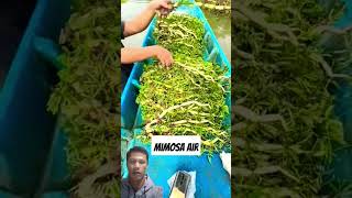 Mimosa air agriculture farming ytshorts sieadie [upl. by Birkner47]