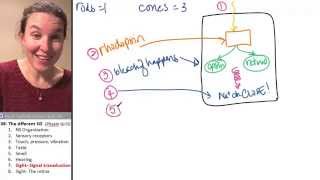 Afferent 7 Photoreceptors [upl. by Alita159]