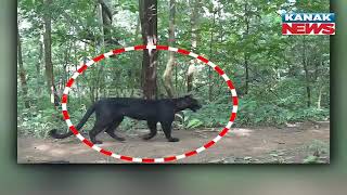 Black Panther Spotted In Similipal  Video Caught By CCTV During Census [upl. by Eneleoj]