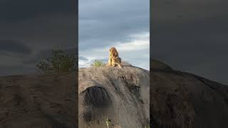 Lions mating on top of the kopje in the Serengeti Tanzania [upl. by Rourke]