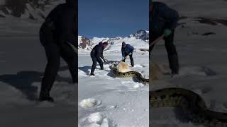 Two men found a giant python in the snow [upl. by Elleirbag]