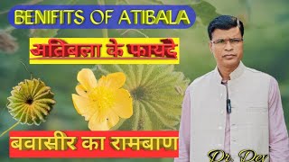 BENIFITS OF ATIBALA  अतिबला के फायदे  Dr Dev [upl. by Llenwahs23]