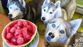 WATERMELON DOG TREAT How to make Frozen DIY Dog Treats  Snacks with the Snow Dogs 34 [upl. by Nimar]