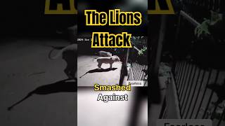 Lions Attack Cowshed [upl. by Harlen]