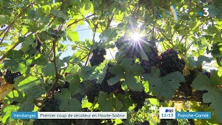 Vendanges  en HauteSaône le cru 2023 sannonce de qualité [upl. by Barry954]