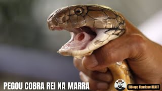 Pegou Cobra Rei na Marra  Biólogo Henrique [upl. by Ereveniug]