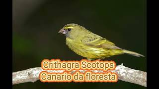 O canto do Canario da floresta  Crithagra scotops [upl. by Johm]