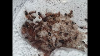 Camponotus maculatus subnudus Kolonie Update 05112024 [upl. by Hinkel]