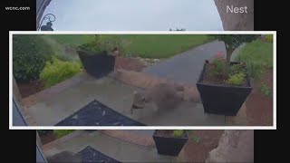 CAUGHT ON CAMERA Rabid raccoon attacks South Carolina man [upl. by Dearman]